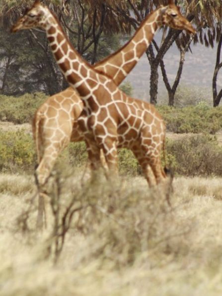 Nature quest tours and travels giraffes