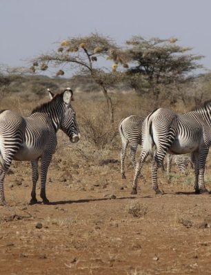 Nature quest tours and travels zebras
